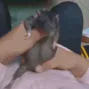 ratdance