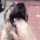 dog_mouth animated Discord emote from Hell's . Paradise . OwO . PokéTwo