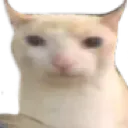 cat_