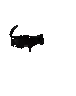 cat_sabog