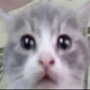 sablecat
