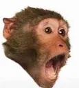 POGMONKEY Discord Emoji