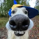 Nerddog