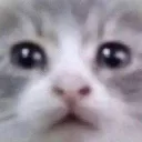 catfirstdate