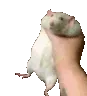 RatShake