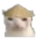 catstare