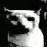 catDespair catDespair