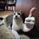 catok