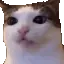 schiz