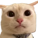 sadcat sadcat