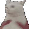 meowshake