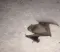 bat_crawl