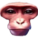 widemonkey