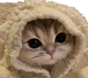 CatCozy