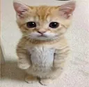 gatito