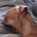 cry