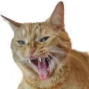 aaaa