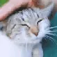 petpet