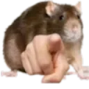 pointingrat