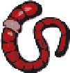 worm