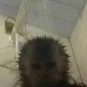 monke monke