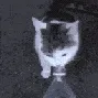 pranked pranked