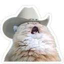 meowdy meowdy