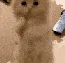 begging