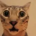 catwtf