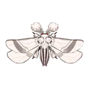 kilimanightmoth kilimanightmoth