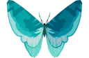 CommonBlueButterfly