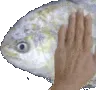 2PatFish