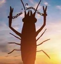 krill krill