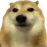 staredawg staredawg