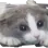 plscat plscat