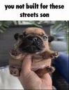 younotbuiltforthestreetsson