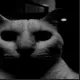 darkcatmabob