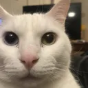 goodcat
