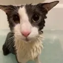 soggycat soggycat