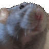 Rat Discord emoji