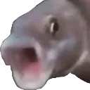 pog pog