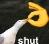 shut shut