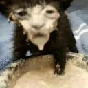 cat_milk