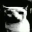 catDespair