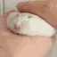 hamsterpet