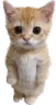 Standing Cat Discord Emoji