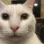 catcanny