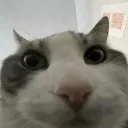 wirecat