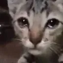 TST_cry2 Discord Emoji