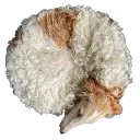 orbzoi